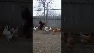 Rooster's REVENGE! 🐔 VS 🦅#shorts #shorts #rooster #eagle #roostervseagle #animalfight