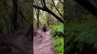 Tenerife🇮🇨Anaga Forest #travel #tenerife #explore #hiking #forest #spanishislands #nature #world