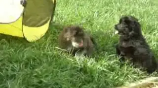 PSPupMom.wmv