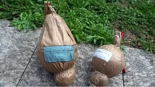 150mm Golden Willow Palm with big Trunk | Ricasa