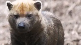 BUSH DOG - Species Spotlight