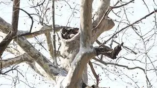 Great Horned Owl mp3