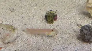 Diamond Gobys doing what Diamond Gobys do! Cleanest sand around I tell ya! 