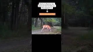 Create a self sustaining mock scrape with the HODAG HempScent Rope #hunter #deer  #hunting  #hunt