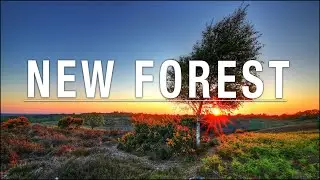 Photographing the New Forest