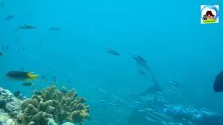 The Beauty of Nias Underwater