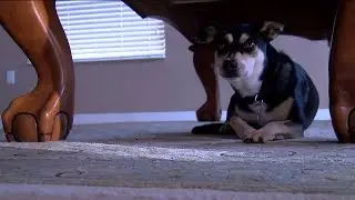 The science behind why dogs get frightened during storms