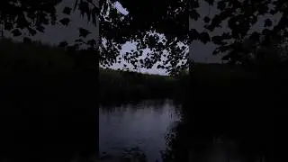 #nature #naturecore #natureaesthetic #moodynature #cinematography #videography #britishnature
