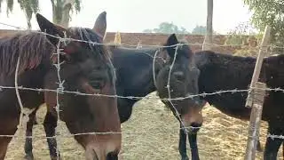 Hinnies farm let's enjoy the moment
