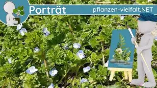 🖼️ Porträt 022 - Persischer Ehrenpreis (Veronica persica) - Wildpflanzen-Steckbrief (Essbar)