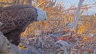 #123🦅🐥21&deg;🐥16&deg;／Winter Park Eagle Nest 2026／Against All Odds:One-Eyed Mom／by Winter Park Eagle Cam