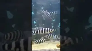 Black Banded Leporinus Fish 😳🐟😳 #fish  #shorts  #viral #animalsdaytv
