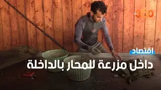 جولة داخل مزرعة لتربية المحار بمدينة الداخلة