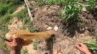 O CORAÇÃO FICA COMO! NUNCA TINHA VISTO ISSO PESCARIA DE TARRAFA 