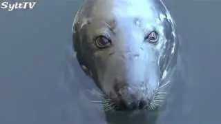 Grey seal Willi lives in Hörnum harbor