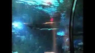 SeaWorld San Diego Shark Encounter