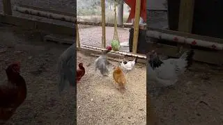 The chickies got some exercise with this one! #chickens #rooster #hens #farming #freerangechickens