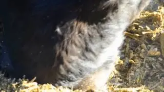 Beef Farming