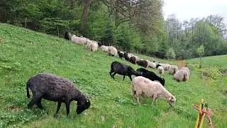 Fl&auml;chenwechsel Abbecker Wiesengrund  - Anfang Mai 2025