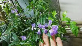 Стробилантес неравнолистный. Strobilanthes anisophyllus. Осень 2020