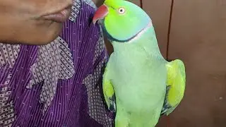 Talking parrot Mitthuwa 👉 👍 in happy mood talk and dance