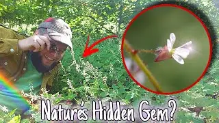 Enchanter&rsquo;s Nightshade! The Ancient Tiny Wildflower Hiding in the Woods 🌸