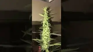 Ilgm mango kush grow - 400w hps