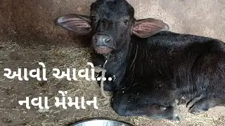 નવી ભરતી થઈ.... || Desi life style || with bhuri 