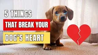 5 Things That Quietly Break Your Dog&rsquo;s Heart 🐶💔
