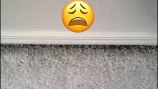 DIY Remove dirty filtration lines around carpet edges or along sides of stairs