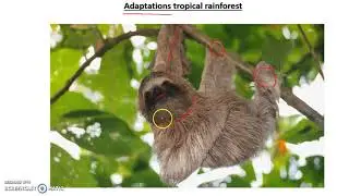 Rainforest Adaptations