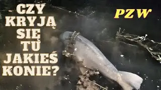 Szybka czerwcowa nocka na pobliskim pzw. Brania na żywo. Carp run.
