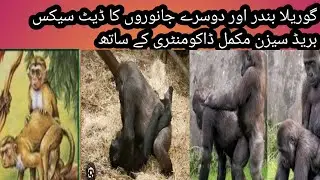 Gurila monkey panda ziraf date sex breed season subscribe channel for more videos
