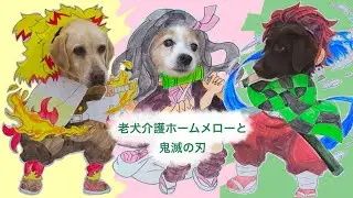 【老犬介護ホームメロー】竈門炭治郎、禰󠄀豆子、煉獄杏寿郎になってみた