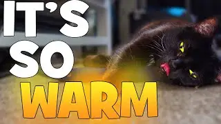 Keep Your Cat Warm During Cold Weather | Riogoo Pet Heating Mat