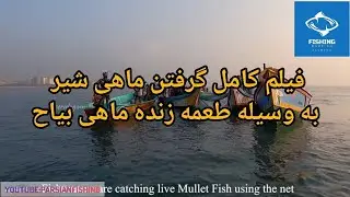 Catching lionfish with live fish Stay with us and follow our page😍🐟گرفتن ماهی شیر به وسیله ماهی بیاح