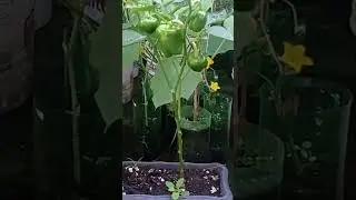 P&eacute; de piment&atilde;o produzindo muito #hortaemvaso