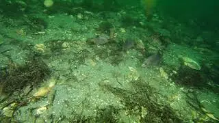 Striped Surfperch