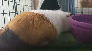 Sleepy guinea pig breathing