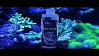 Coral Dipping with reef primer from Polyplab