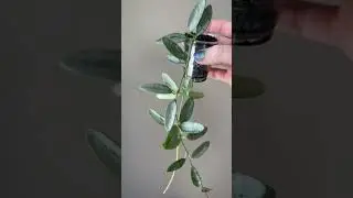 Hoya Lima Silver. Check description for care details. #hoya #hoyacollection