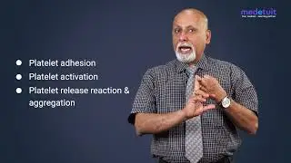 Function of Platelets | Blood Physiology | 1st MBBS