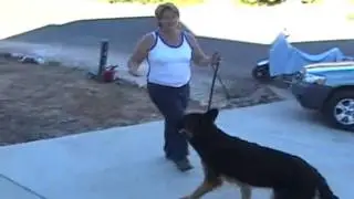 Loose Leash - Dog Training