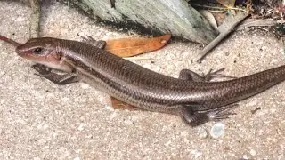 Florida Mole Skink