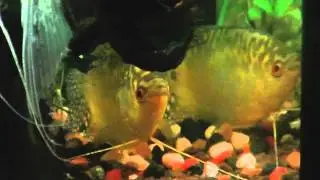 Aquariumpr&auml;sentation Teil 1
