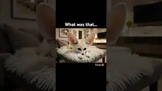 Why is this fox so confused?