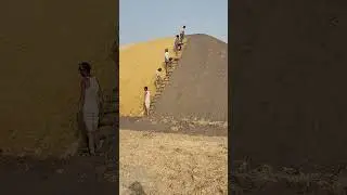 How to preserve wheat straw #gandam #wheat straw