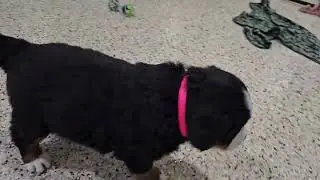 Cute Puppy Video Heidi ❤️ Winston Bernese Mt dog puppies Woodlotcompanions