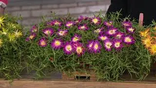 Roberta's 3-Piece Hardy Ice Plant Collection on QVC