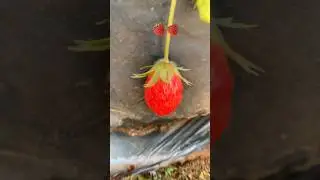 Strawberry garden 🍓 #music #ytshorts #shorts